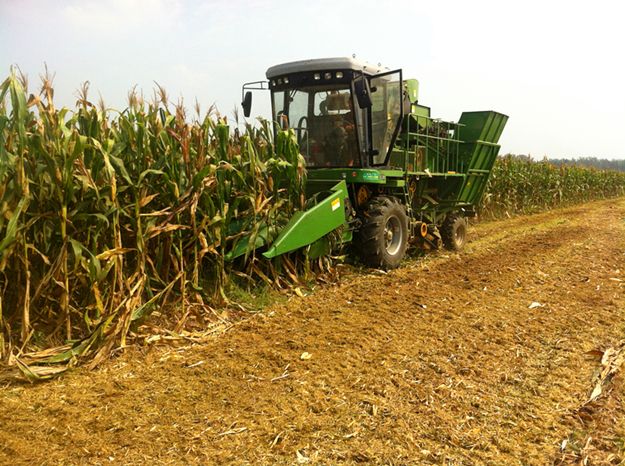 玉米收割_国泰农机专业合作社