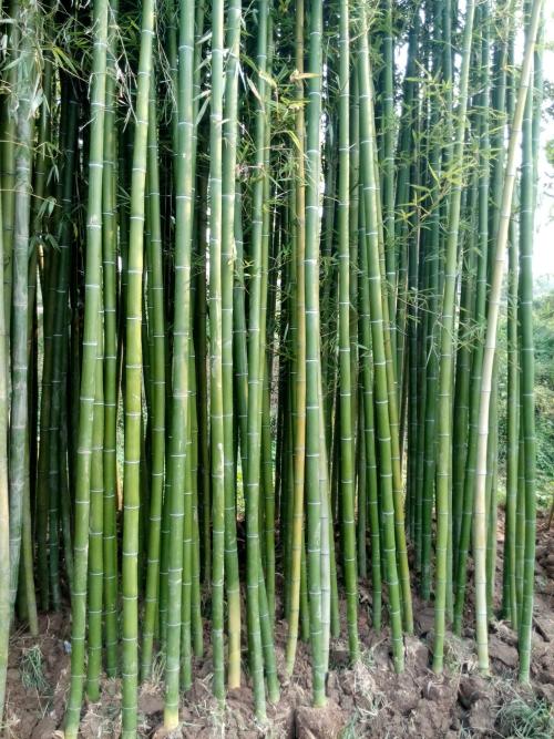 供应竹的价格 毛竹的作用 楠竹的特征 毛竹种子质量