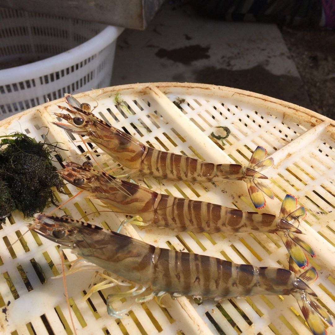 山东威海乳山海虾的养殖技术