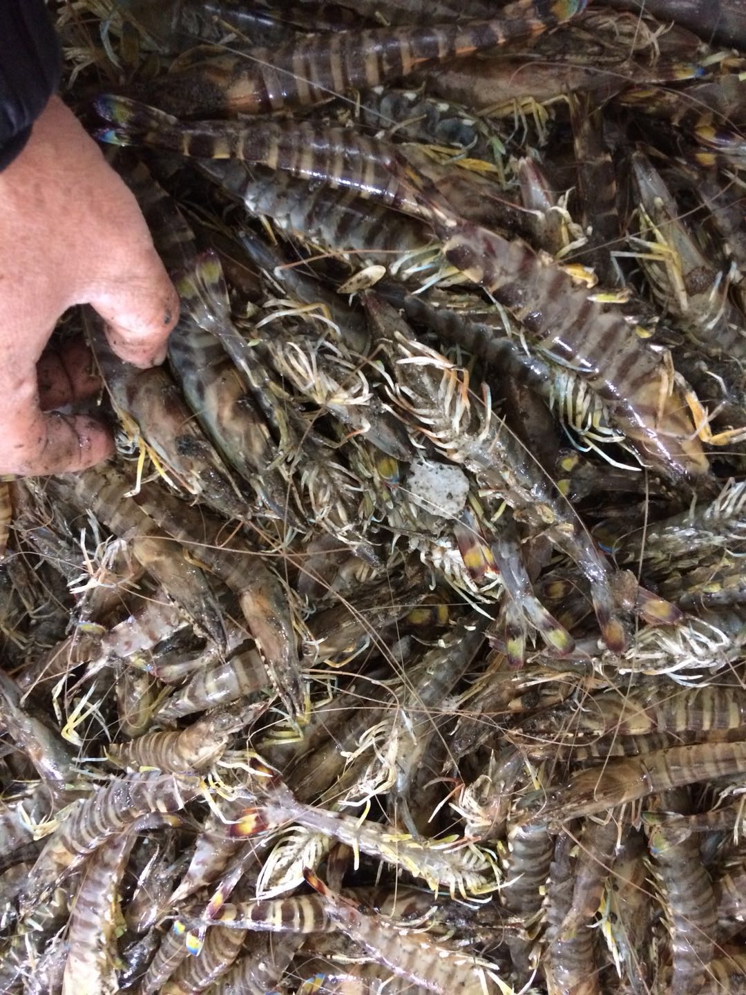 山东威海乳山海虾的营养价值