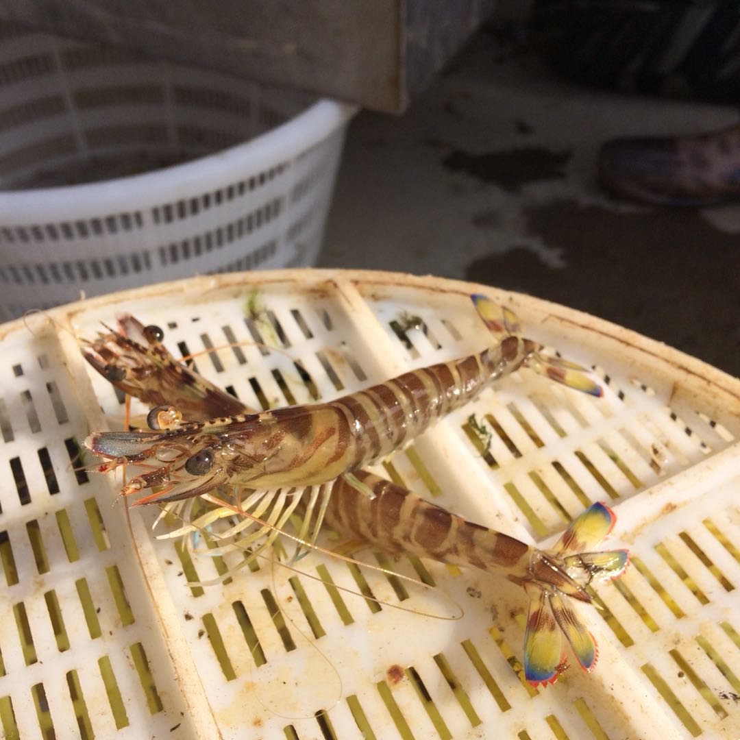 山东威海海虾的作用和功效