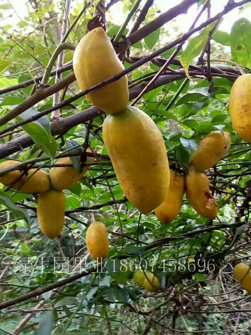 特色水果九月黄金蕉批发价格 较新五叶木通苗木供应