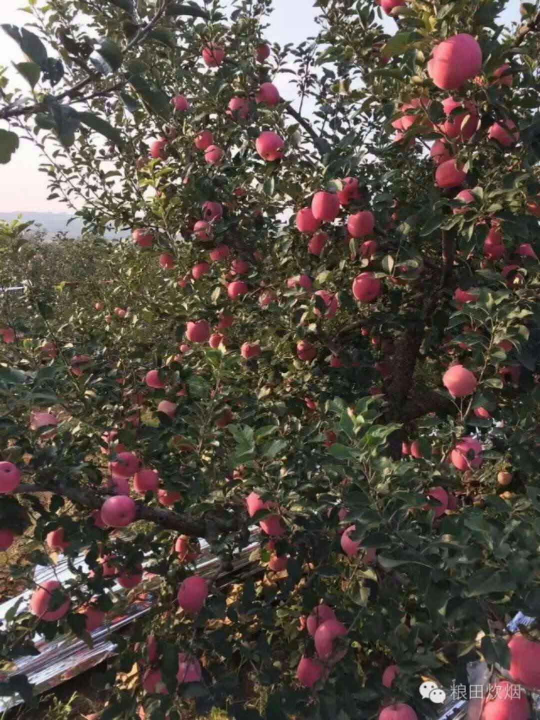 山东烟台蓬莱苹果的果实品质