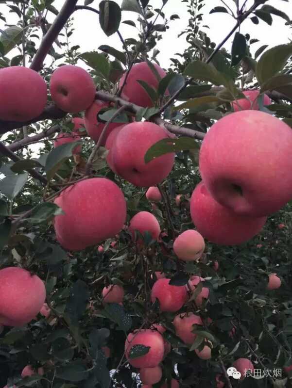 山东烟台蓬莱苹果的种植技术