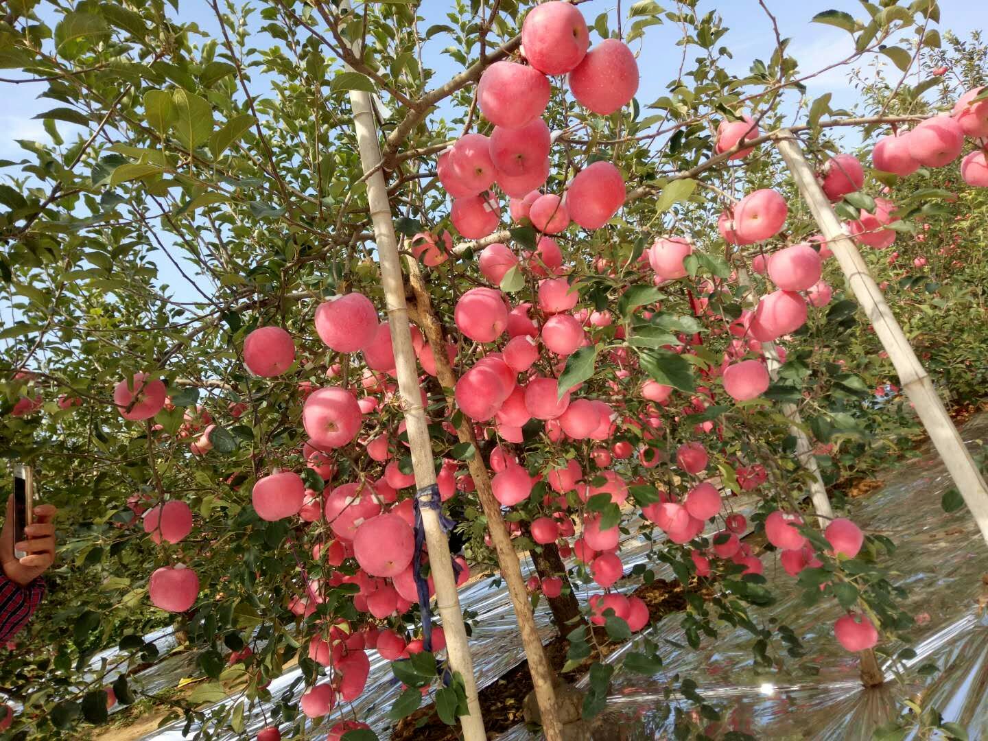 山东烟台蓬莱苹果的果实发育