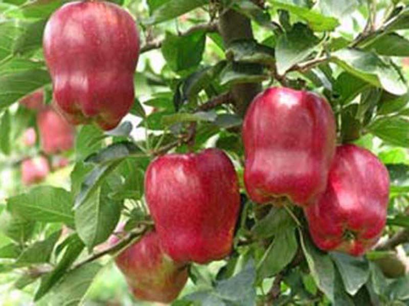 此苗要火！！ 红肉苹果苗繁育基地/红色之爱苹果苗种植基地