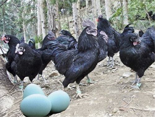 武汉土鸡苗价格查询，绿壳蛋鸡苗一年产多少蛋