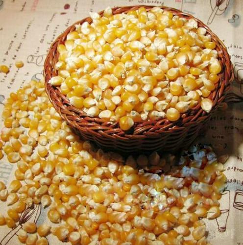 开鲁县玉米种子销售，开鲁县玉米种子价格