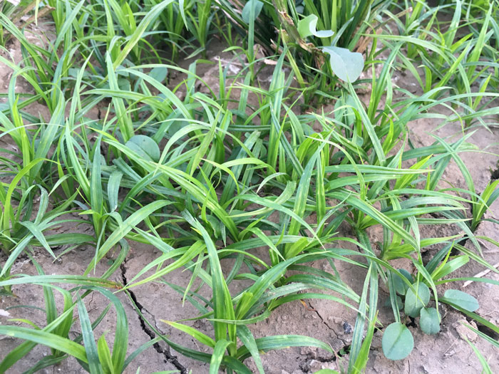 大兴区苗木种植基地,大兴区苔草价格,沐春苗木种植基地