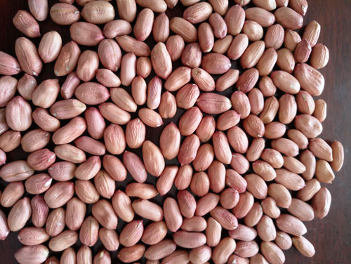 王庄花生米贸易公司如何选择合适的花生米批发