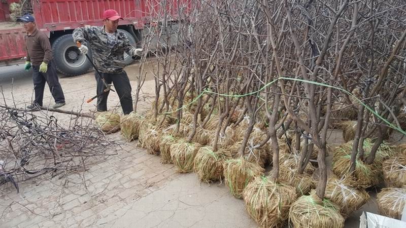 原产地沾化冬枣 高质量的二代冬枣树苗出售