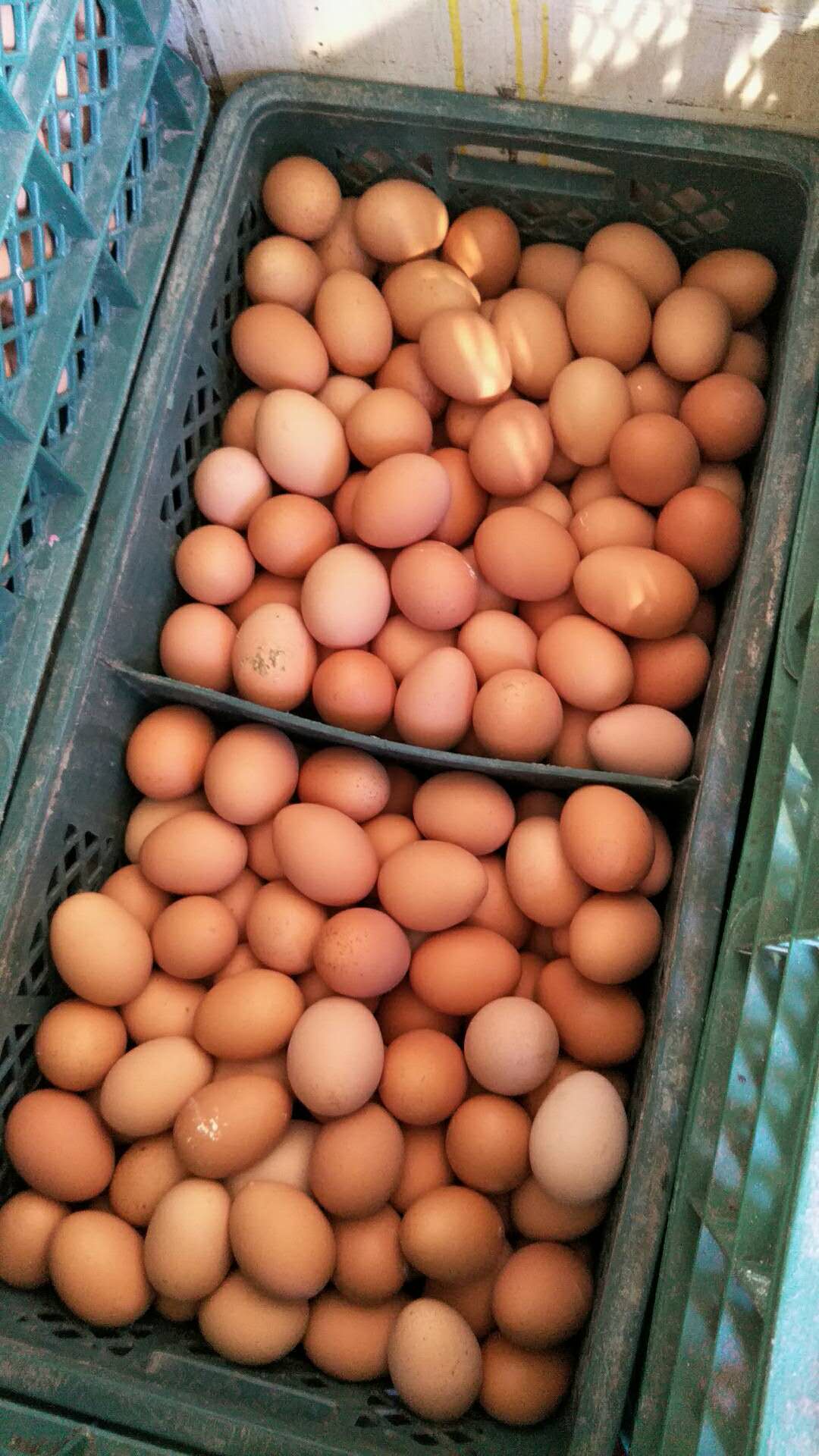 烟台开发区鸡蛋的营养成分含量