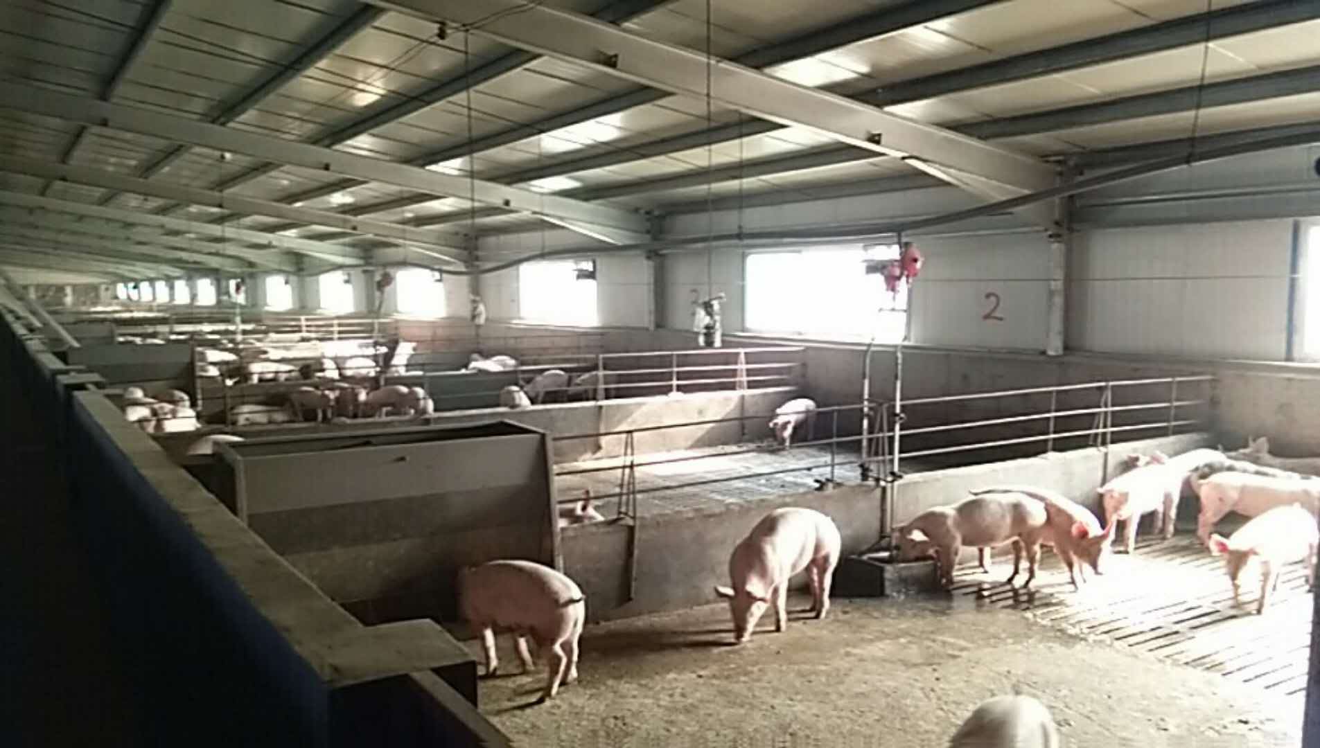 莱芜莱城区猪养殖
