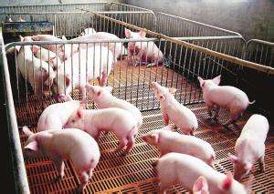 莱芜市生猪养殖_莱芜市莱城区任其峰生猪养殖场