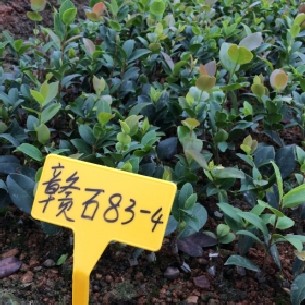 油茶苗价格一棵,油茶树苗品种,优质油茶树苗基地