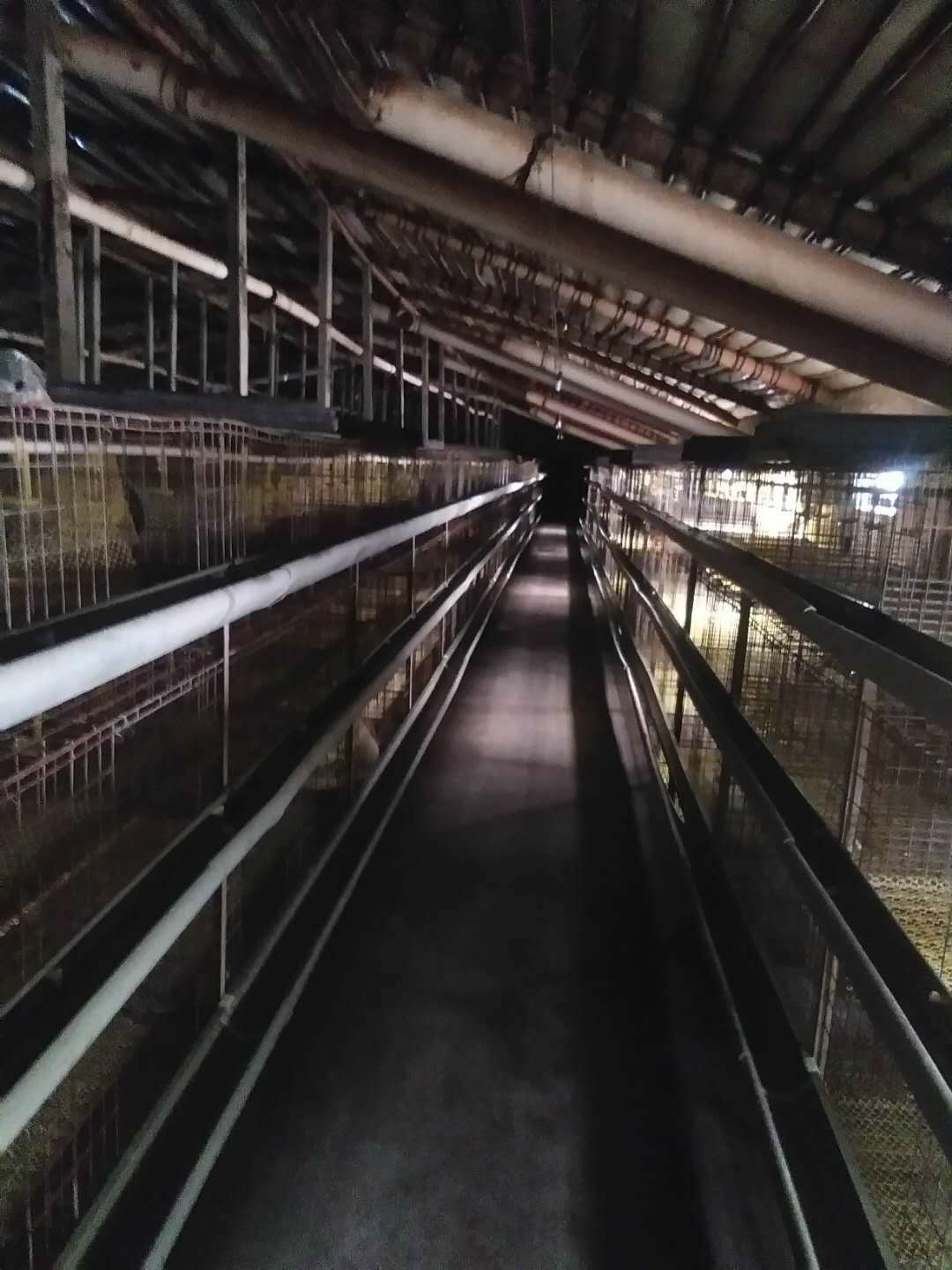 山东烟台莱阳鸡养殖的合适密度