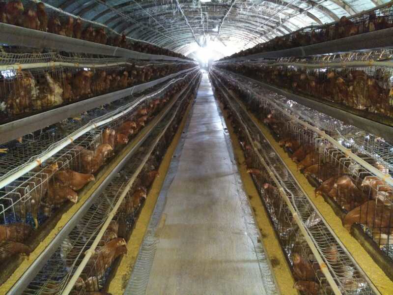 赤峰市蛋鸡养殖基地，赤峰市蛋鸡养殖场