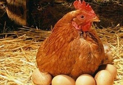 赤峰市蛋鸡销售，赤峰市蛋鸡养殖