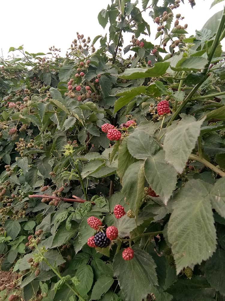 邹城市香城镇树莓采摘园
