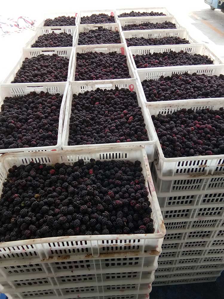 香城黑树莓批发_红山果树莓种植专业合作社