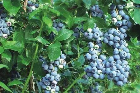 沈阳蓝莓庄园-富甲蓝莓-大连蓝莓