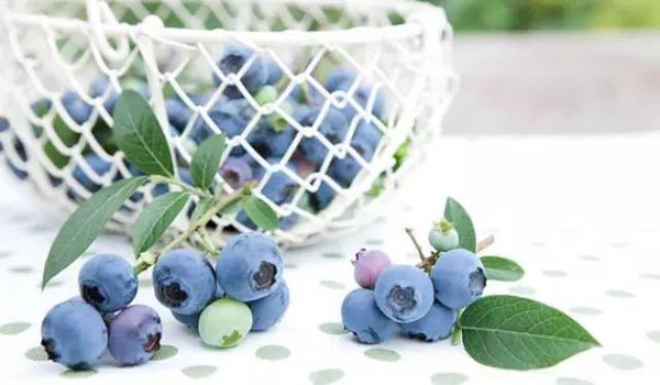 大连蓝莓,鞍山蓝莓庄园,富甲蓝莓