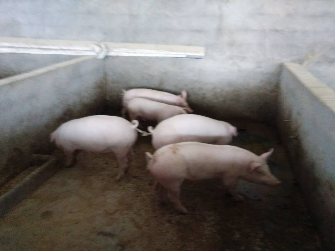 猪的养殖
