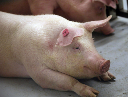 育肥猪怎么喂长得快，优农康告诉您每头猪多赚20元的好方法