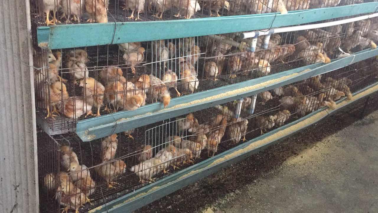 盘锦市蛋鸡养殖，盘锦市蛋鸡养殖基地