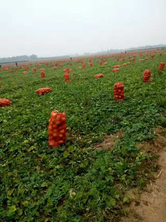 阳谷县瓜蒌种植_红太阳红农作物种植专业合作社