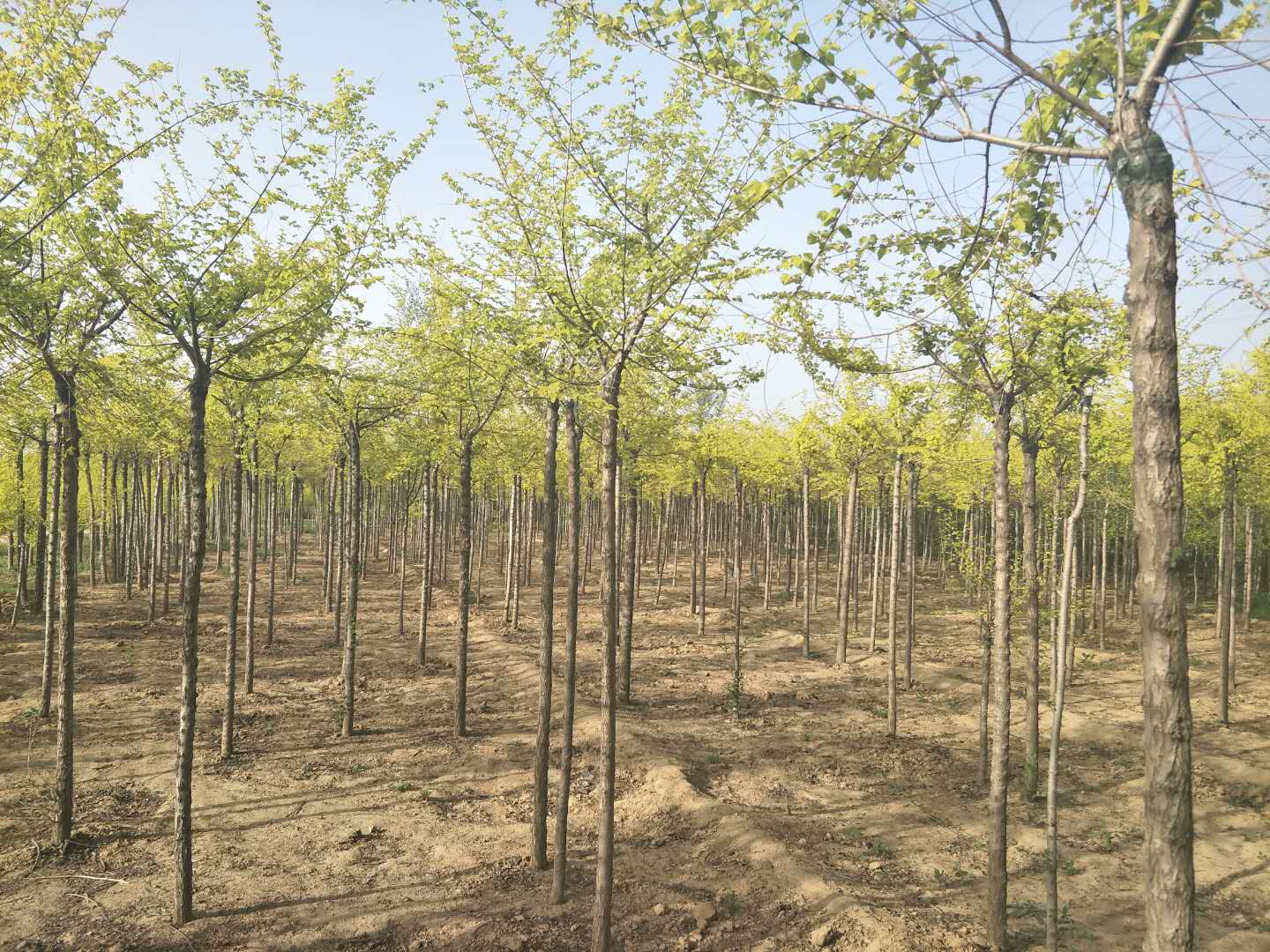 夏津县苗木种植_金叶榆