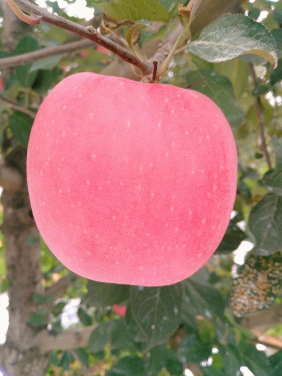 烟台栖霞苹果的减肥作用