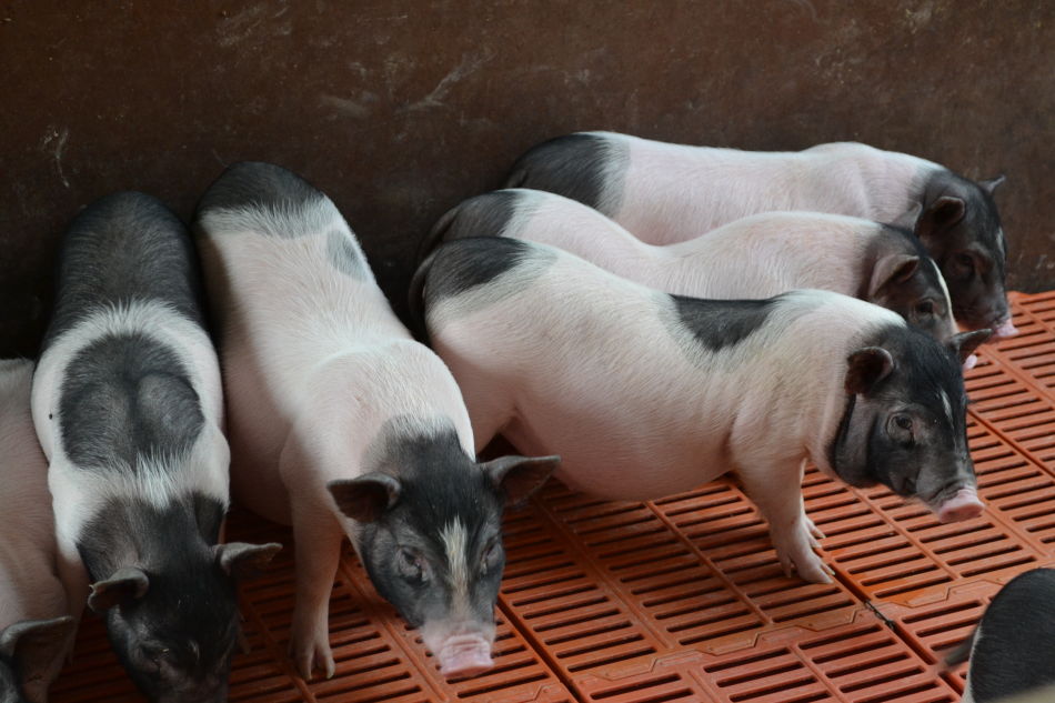 纯种巴马香猪 生态养殖