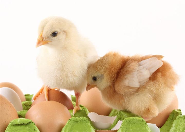养殖场里的鸡蛋孵出的鸡苗和农村鸡蛋孵的鸡苗区别大不