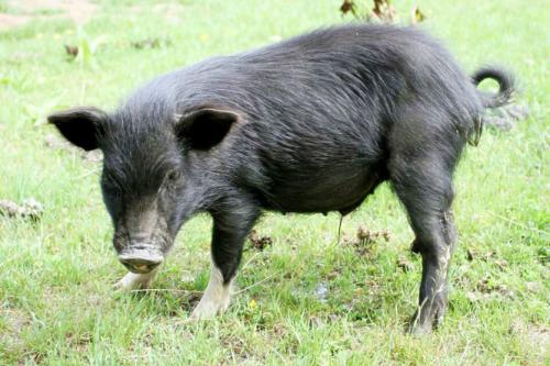 出售纯种藏香猪，无饲料散养藏香猪，北京藏香猪养殖厂
