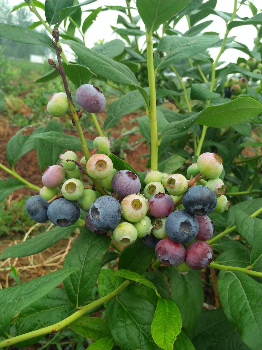 蓝莓用什么土种植