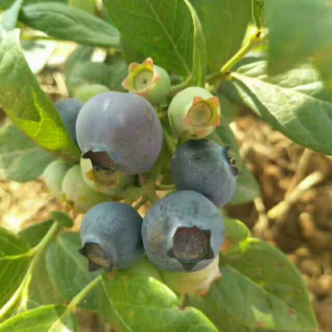 中国都有哪些地方种植蓝莓
