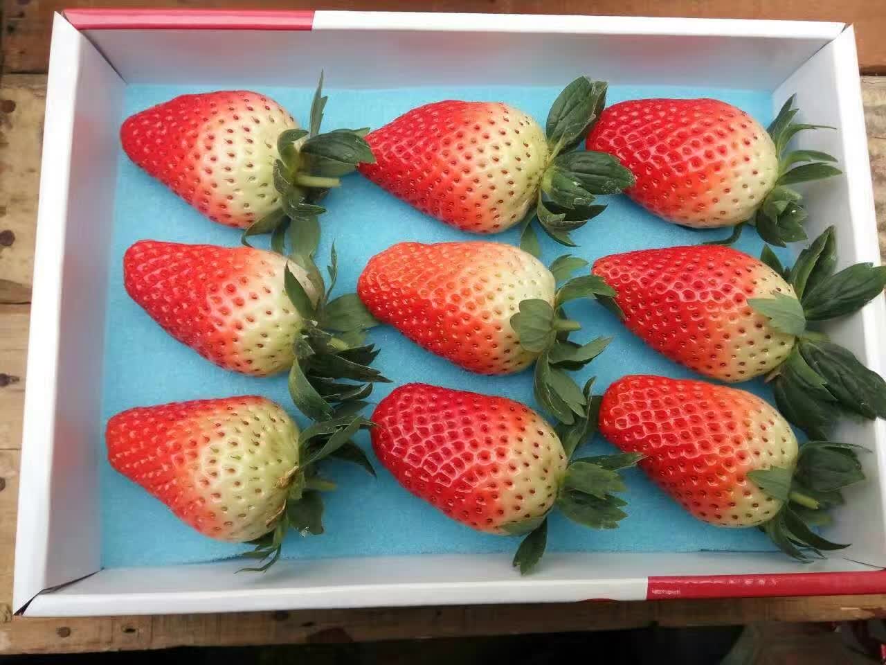 山东烟台福山草莓的营养价值