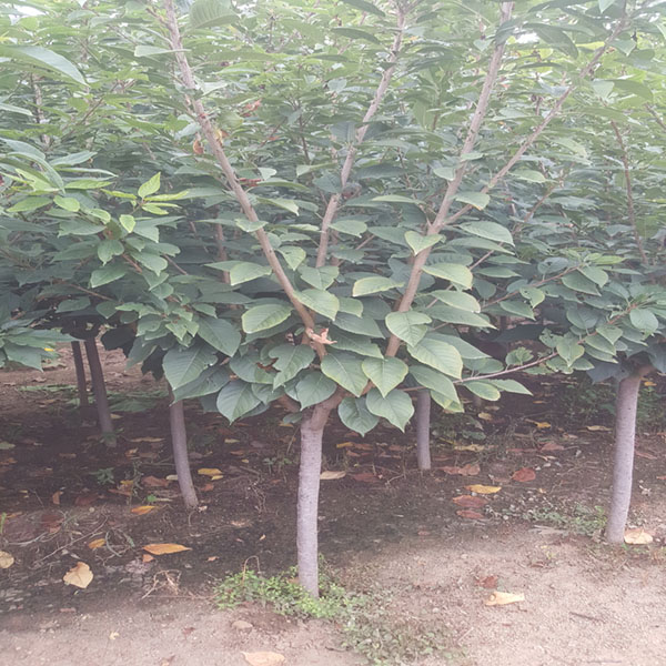 山东威海苗木种植的生态作用