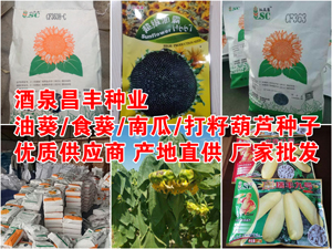 优质油葵品种H667 厂家直销 甘肃油葵种子 质量较好 价格合理