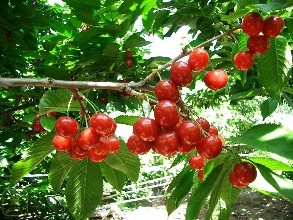 樱桃种植批发零售_泰安市绿林大樱桃种植专业合作社