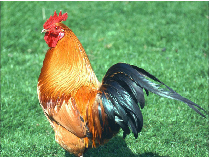 綦江养鸡选择好土鸡苗品种，年获利或可达数十万！