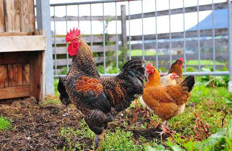 鸡饲料添加剂的作用：优农康带你了解