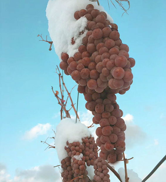 美的庄园北冰红高级山葡萄红酒 集安冰葡萄酒 通化冰葡萄酒