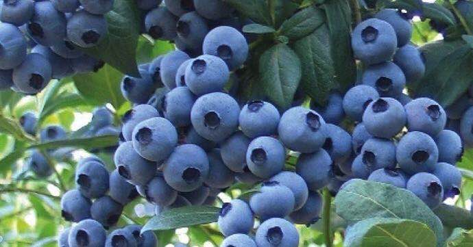 岫岩满族自治县蓝莓供应，岫岩满族自治县蓝莓销售
