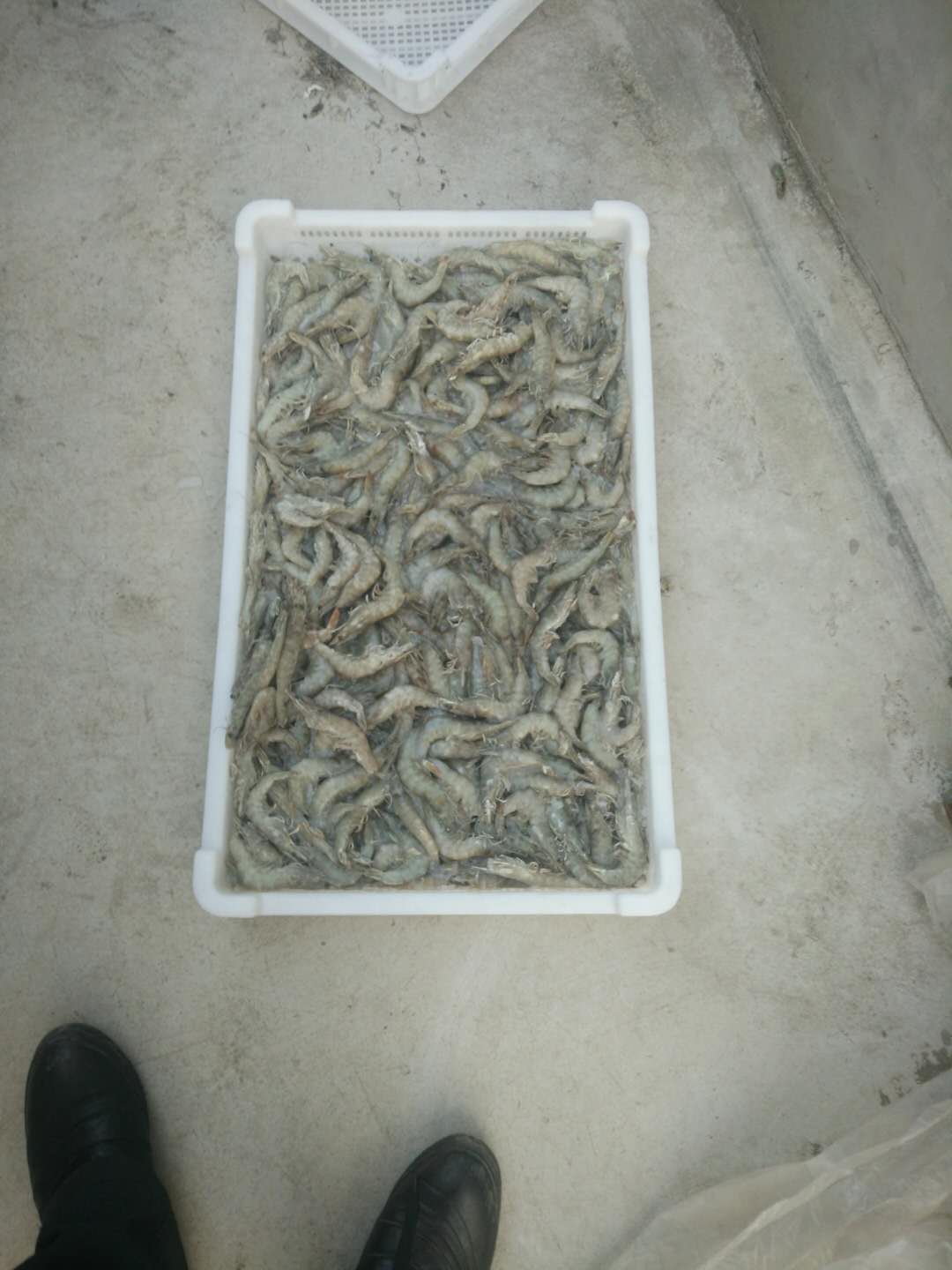 烟台海虾的保存方法