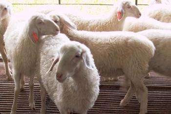 赤峰市绵羊销售，赤峰市绵羊养殖