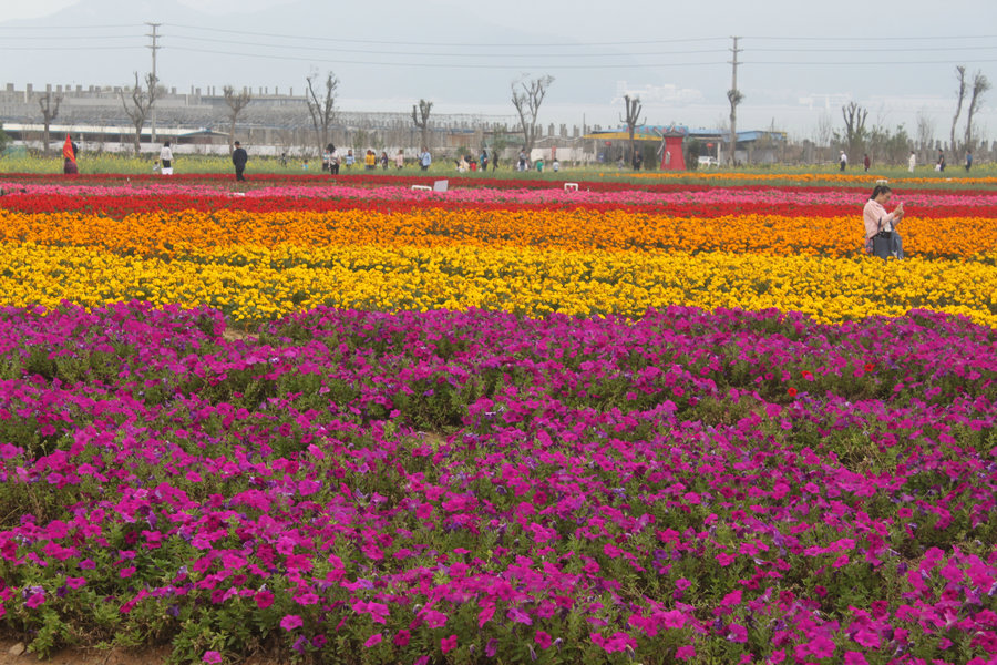 深圳周边旅游好去处_东莞松山湖骑行、梦幻百花洲赏花一天游