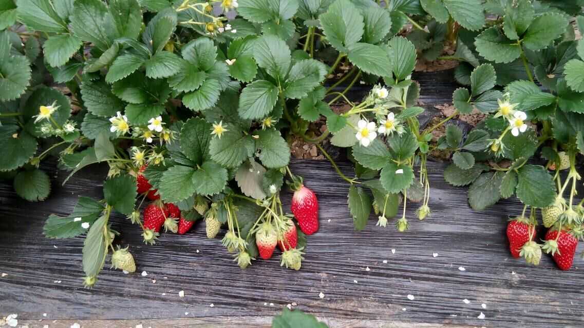 机头镇草莓采摘基地-农游天下农业开发-四川草莓
