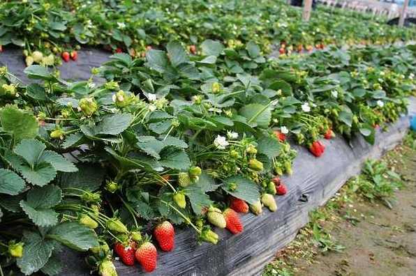 四川草莓,世纪城草莓采摘基地,农游天下农业开发